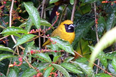 Caryothraustes poliogaster