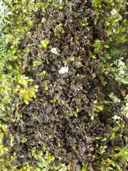 Nephroma tangeriense