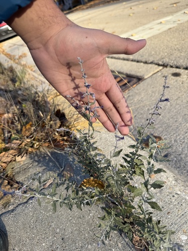 Russian Sage (Salvia yangii)