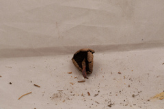 Agaricus approximans