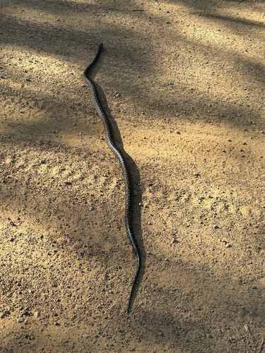 Southwestern Carpet Python sighting