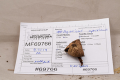 Agaricus approximans