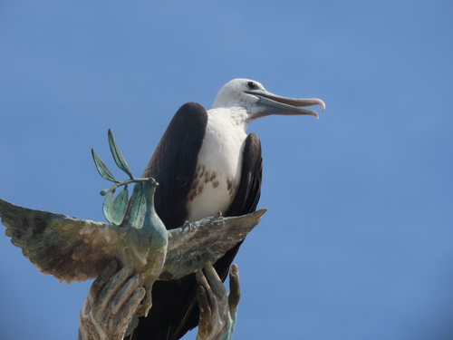 Rabihorcado magnífico (Fregata magnificens)