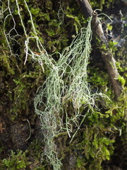 Usnea articulata