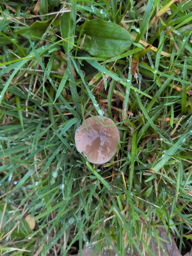 Gliophorus irrigatus · November 2025 · photo: © saramountpleasantfarm (iNaturalist, cc0)