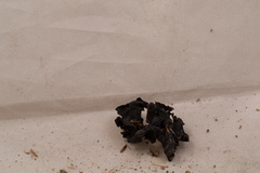 Ionomidotis irregularis