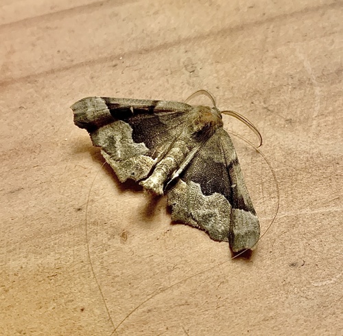 Morrison's Pero Moth