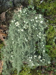 Usnea florida
