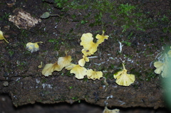 Cotylidia aurantiaca