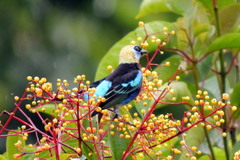 Miconia longifolia