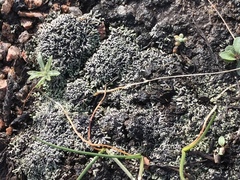 Ricciaceae