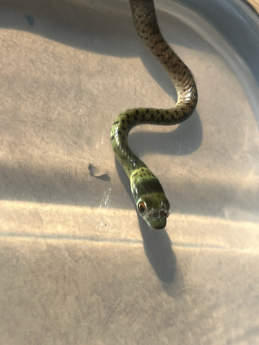 Spotted Bush Snake