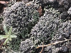 Ricciaceae