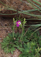 Craterostigma wilmsii