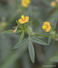 Dalbergieae