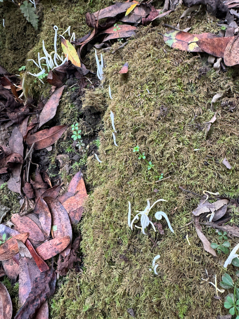 Clavaria fragilis · November 2025 · photo: © wildflowerwatching (iNaturalist, cc-by)