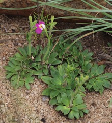 Craterostigma wilmsii