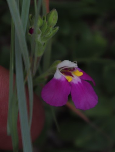 Craterostigma wilmsii (Craterostigma wilmsii)