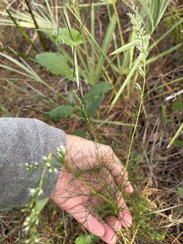 Eupatorium leptophyllum, photograph 2