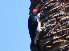 Melanerpes formicivorus