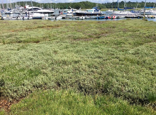 Sea-purslane