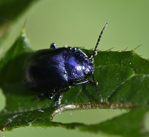 Oreina virgulata
