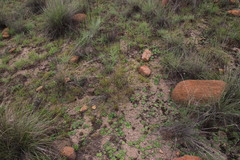 Craterostigma wilmsii