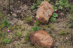 Craterostigma wilmsii