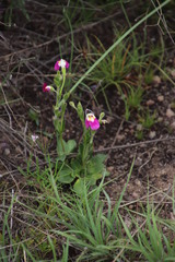 Craterostigma wilmsii