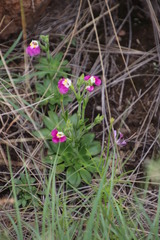 Craterostigma wilmsii