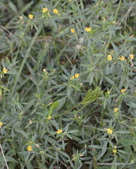 Dalbergieae