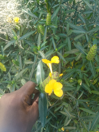 Hop-headed Barleria