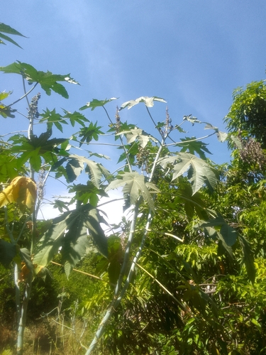 castor bean