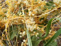 Cuscuta tuberculata