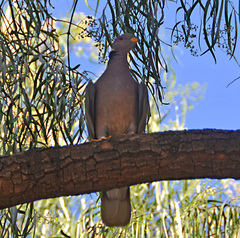 Patagioenas fasciata