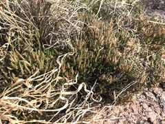Selaginella corallina