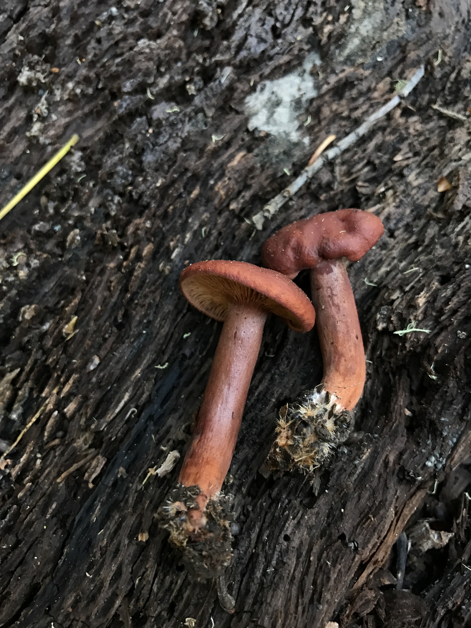 Lactarius rufulus image