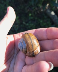 Helminthoglypta arrosa