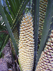 Macrozamia moorei