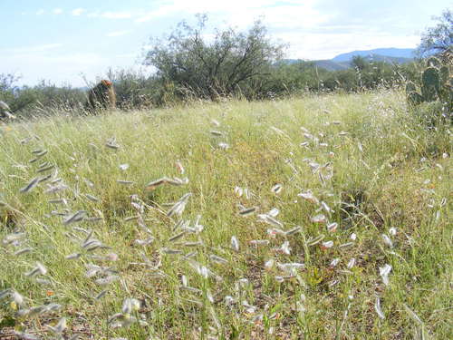 Image of Bouteloua parryi by (c) Amy, some rights reserved (CC BY)