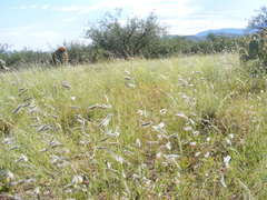 Bouteloua parryi