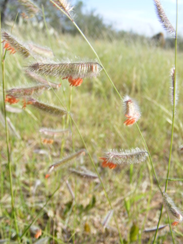 Image of Bouteloua parryi by (c) Amy, some rights reserved (CC BY)