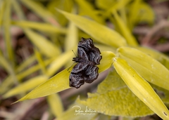 Helias phalaenoides