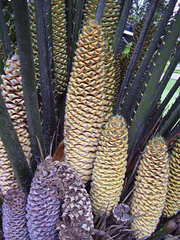 Macrozamia moorei