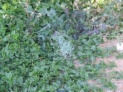 Launaea arborescens