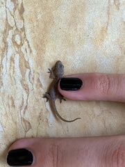 Hemidactylus
