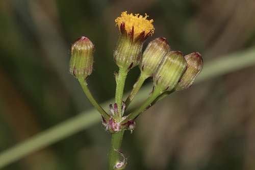 rayless mountain ragwort (Packera indecora)