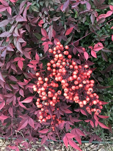 Nandina domestica