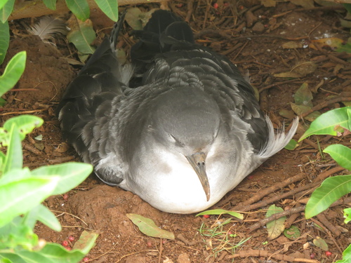 Wedge-tailed Shearwater