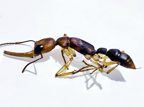 霍氏镰猛蚁Harpegnathos honestoi